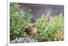 House Wren-Gary Carter-Framed Photographic Print