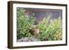 House Wren-Gary Carter-Framed Photographic Print