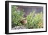 House Wren-Gary Carter-Framed Photographic Print