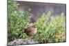 House Wren-Gary Carter-Mounted Photographic Print