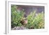 House Wren-Gary Carter-Framed Photographic Print