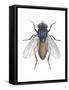 Housefly (Musca Domestica), Insects-Encyclopaedia Britannica-Framed Stretched Canvas