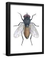 Housefly (Musca Domestica), Insects-Encyclopaedia Britannica-Framed Poster