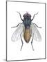 Housefly (Musca Domestica), Insects-Encyclopaedia Britannica-Mounted Poster