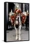 Household Cavalry Blues & Royals Drum horse-Associated Newspapers-Framed Stretched Canvas