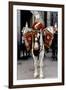 Household Cavalry Blues & Royals Drum horse-Associated Newspapers-Framed Photo