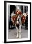 Household Cavalry Blues & Royals Drum horse-Associated Newspapers-Framed Photo