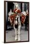 Household Cavalry Blues & Royals Drum horse-Associated Newspapers-Framed Photo