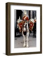 Household Cavalry Blues & Royals Drum horse-Associated Newspapers-Framed Photo