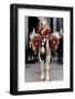 Household Cavalry Blues & Royals Drum horse-Associated Newspapers-Framed Photo