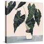 Houseplant II-null-Stretched Canvas