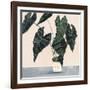 Houseplant II-null-Framed Art Print