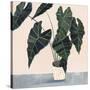 Houseplant II-null-Stretched Canvas