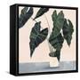 Houseplant II-null-Framed Stretched Canvas
