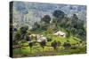 Houses on a Tea Estate in Haputale, Sri Lanka Hill Country, Sri Lanka, Asia-Matthew Williams-Ellis-Stretched Canvas