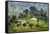 Houses on a Tea Estate in Haputale, Sri Lanka Hill Country, Sri Lanka, Asia-Matthew Williams-Ellis-Framed Stretched Canvas