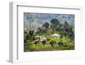 Houses on a Tea Estate in Haputale, Sri Lanka Hill Country, Sri Lanka, Asia-Matthew Williams-Ellis-Framed Photographic Print