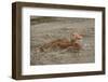 Houston, Texas. Black-bellied whistling duck (Dendrocygna autumnalis) swimming in an urban lake.-Janet Horton-Framed Photographic Print