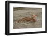 Houston, Texas. Black-bellied whistling duck (Dendrocygna autumnalis) swimming in an urban lake.-Janet Horton-Framed Photographic Print