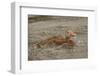 Houston, Texas. Black-bellied whistling duck (Dendrocygna autumnalis) swimming in an urban lake.-Janet Horton-Framed Photographic Print