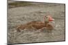 Houston, Texas. Black-bellied whistling duck (Dendrocygna autumnalis) swimming in an urban lake.-Janet Horton-Mounted Photographic Print