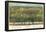 Houston, Texas - Panoramic Map-null-Framed Poster