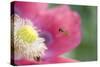 Hover Fly Approaching Opium Poppy-null-Stretched Canvas