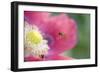 Hover Fly Approaching Opium Poppy-null-Framed Photographic Print