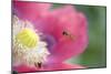 Hover Fly Approaching Opium Poppy-null-Mounted Photographic Print