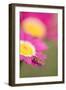 Hover Fly on Marguerite Daisy-null-Framed Photographic Print