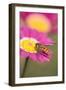 Hover Fly on Marguerite Daisy-null-Framed Photographic Print