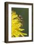 Hover fly on yellow dandelion flower, Kentucky-Adam Jones-Framed Photographic Print