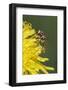 Hover fly on yellow dandelion flower, Kentucky-Adam Jones-Framed Photographic Print