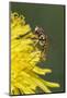 Hover fly on yellow dandelion flower, Kentucky-Adam Jones-Mounted Photographic Print