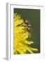 Hover fly on yellow dandelion flower, Kentucky-Adam Jones-Framed Photographic Print