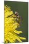 Hover fly on yellow dandelion flower, Kentucky-Adam Jones-Mounted Photographic Print