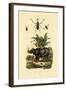 Hoverfly, 1833-39-null-Framed Giclee Print