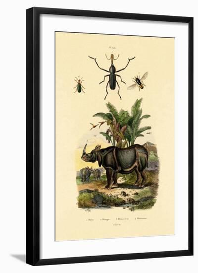 Hoverfly, 1833-39-null-Framed Giclee Print