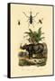 Hoverfly, 1833-39-null-Framed Stretched Canvas