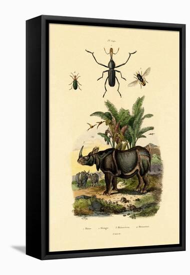 Hoverfly, 1833-39-null-Framed Stretched Canvas