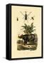 Hoverfly, 1833-39-null-Framed Stretched Canvas