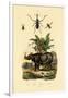 Hoverfly, 1833-39-null-Framed Giclee Print