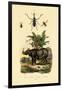 Hoverfly, 1833-39-null-Framed Giclee Print