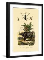 Hoverfly, 1833-39-null-Framed Giclee Print