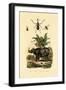 Hoverfly, 1833-39-null-Framed Giclee Print