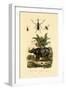 Hoverfly, 1833-39-null-Framed Giclee Print