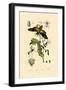 Hoverfly, 1833-39-null-Framed Giclee Print