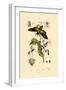 Hoverfly, 1833-39-null-Framed Giclee Print