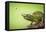 Hoverfly Flying Past a Jackson's Chameleon (Trioceros Jacksonii)-Shutterjack-Framed Stretched Canvas