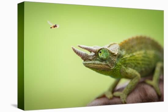 Hoverfly Flying Past a Jackson's Chameleon (Trioceros Jacksonii)-Shutterjack-Stretched Canvas